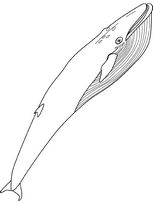 coloriage baleine bleue